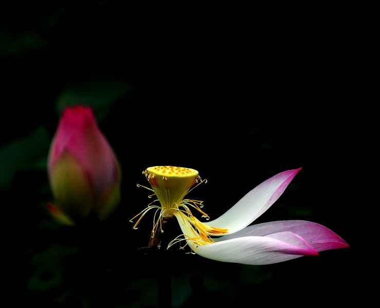 vo_thuong_lotus_216682044[1]