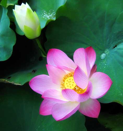 tinh-xa-giac-duyen-12