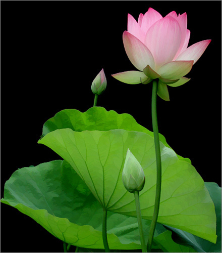 tinh-xa-giac-duyen-12