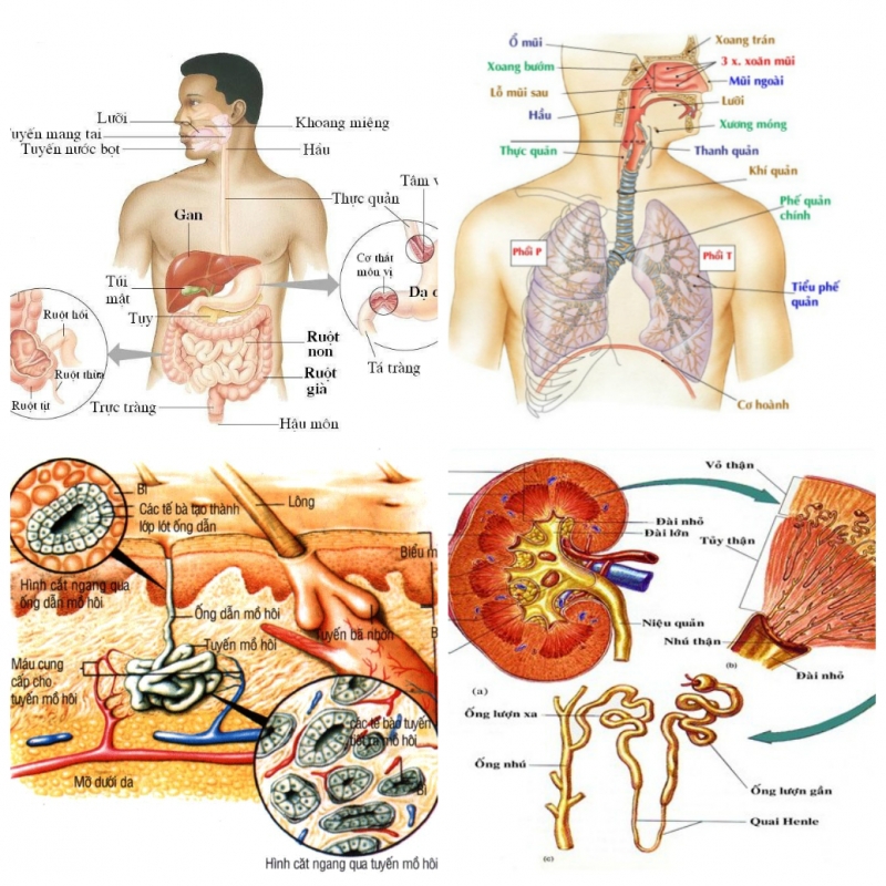 Hãy để cơ thể tự làm sạch, tự chữa bệnh,