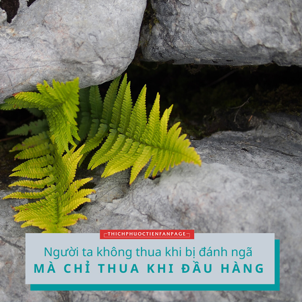 khong thua khi bi danh nga chi thua khi dau hang