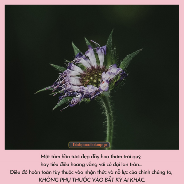 Nuôi dưỡng tâm hồn - Suy Ngẫm