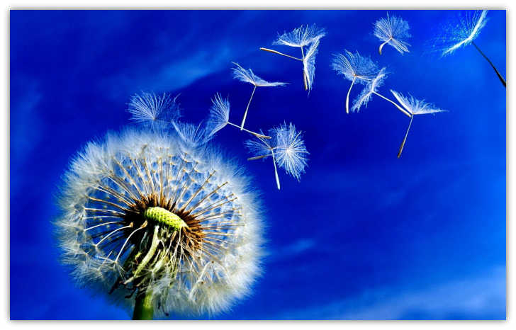 dandelion1-b